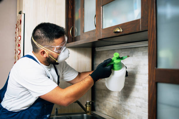 Best Wasp Removal Services  in Evergreen, CO