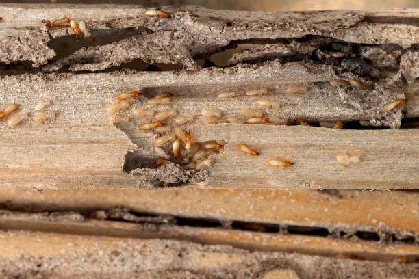 Best Termite Control Services  in Evergreen, CO