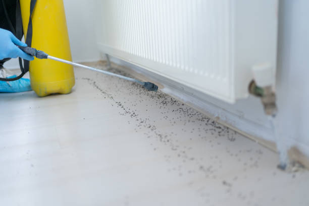 Trusted Evergreen, CO Pest Control Experts